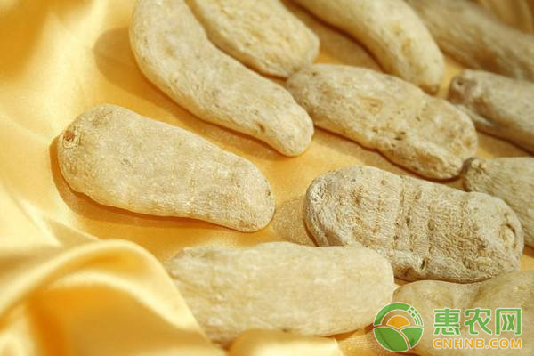 天麻優(yōu)質(zhì)高產(chǎn)栽培技術(shù)要點(diǎn)介紹
