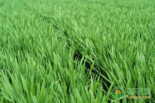 小麥高產(chǎn)技巧——播種前要深耕
