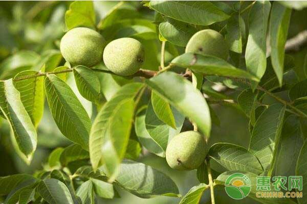 哪些莊稼不能種在一起?農(nóng)作物套種注意事項