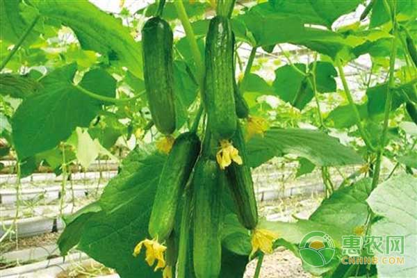 大棚黃瓜怎么種？黃瓜設施多層覆蓋栽培技術