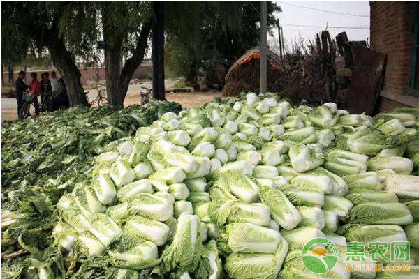 秋白菜主要有哪些病害？秋白菜常见病害的发生原因及防治方法