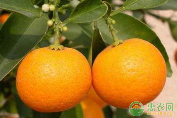 新同村是下司镇小有名气的橘子生产基地 贵州独山:发展橘子种植 绿了青山富了民-图片版权归惠农网所有