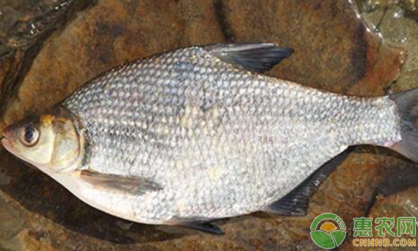 鳊魚養(yǎng)殖