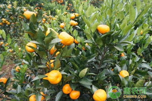 贵州独山:发展橘子种植 绿了青山富了民 贵州独山:发展橘子种植 绿了青山富了民-图片版权归惠农网所有