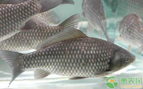 冬季鳊魚養(yǎng)殖