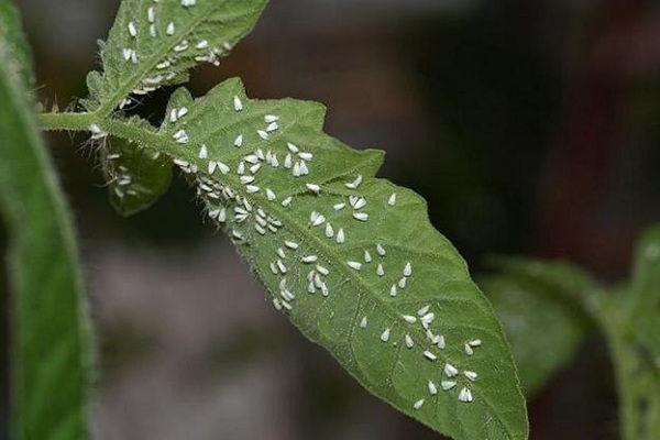 治白粉虱用什么药最好？白粉虱的防治方法介绍