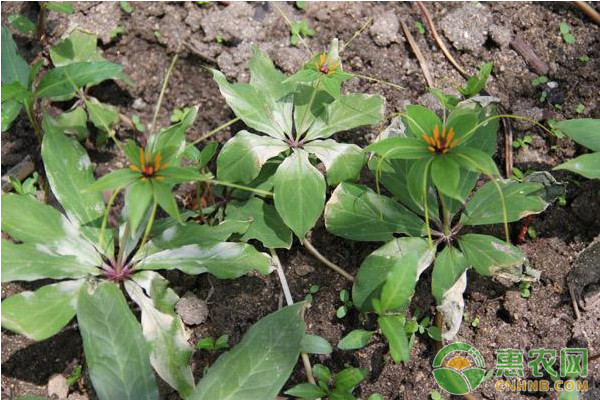 中藥材重樓怎麼種植重樓高產種植技術要點