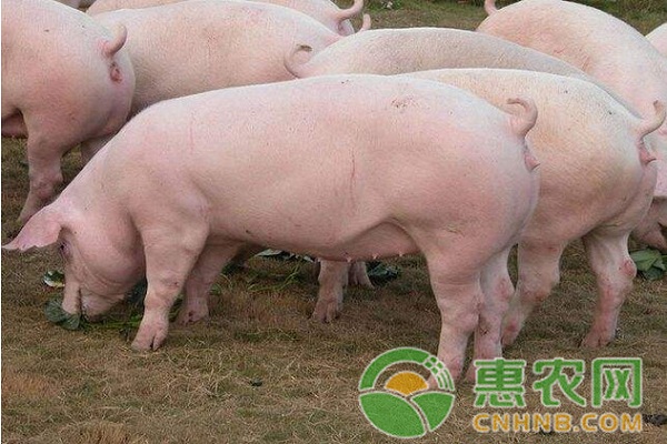 新生仔豬不吃奶怎么回事？新生仔豬不吃奶的原因及治療方法