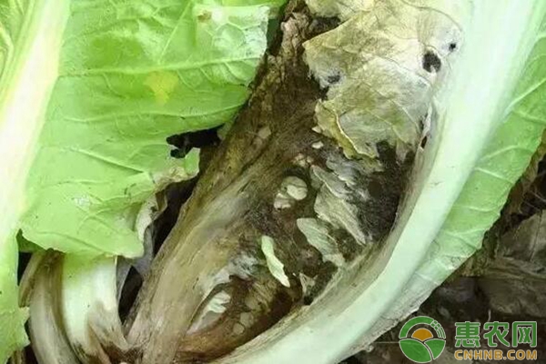 白菜褐腐病 