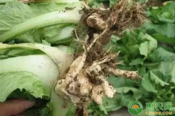 白菜根腫病 