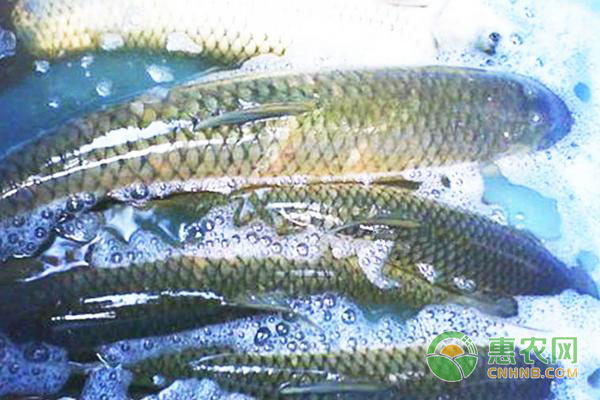 魚類氣泡病的形成原因及治療措施