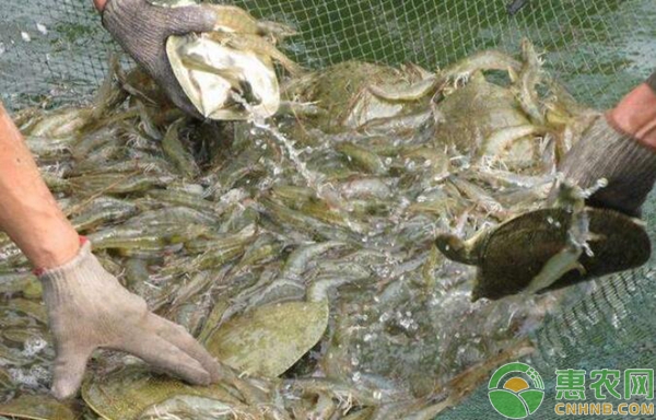 蝦鱉魚稻