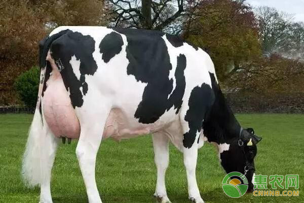 奶牛哪些飼料不能吃?奶牛飼喂方法及注意事項