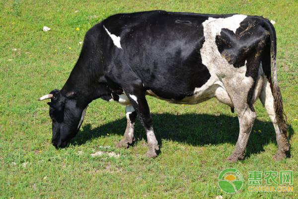 奶牛哪些飼料不能吃?奶牛飼喂方法及注意事項