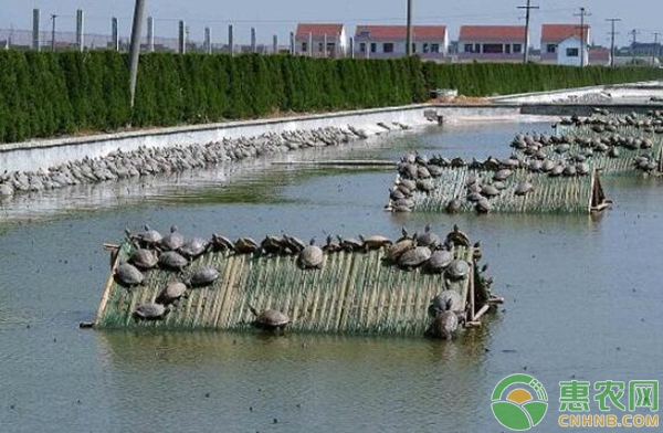 仿野生甲魚(yú)養(yǎng)殖分享