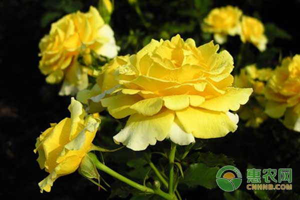 秋季月季花三大管理要點(diǎn)