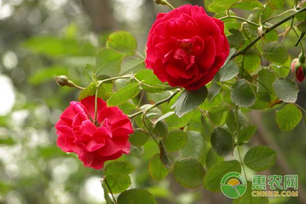 秋季月季花三大管理要點(diǎn)