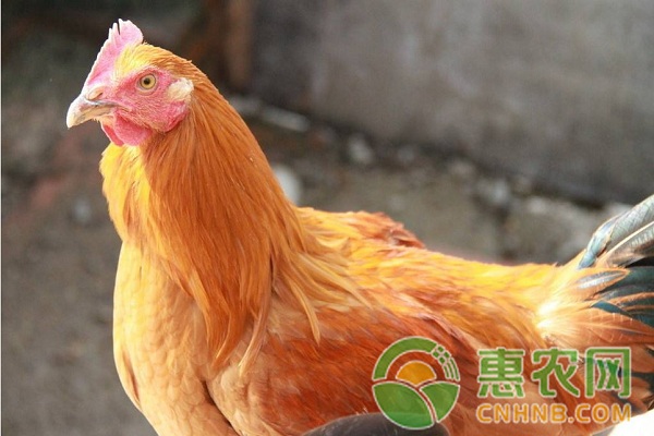 養(yǎng)雞小偏方：辣椒在養(yǎng)雞過程中的用途有哪些？