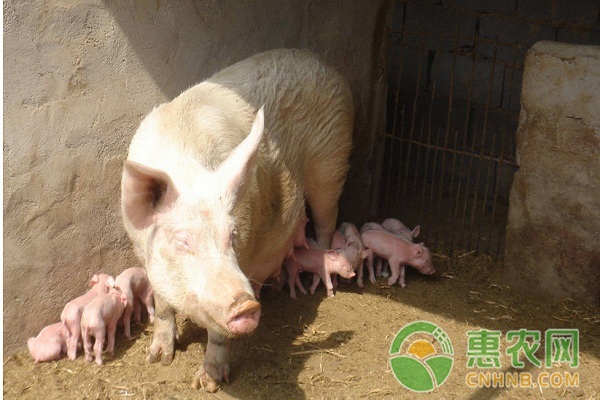 養(yǎng)豬怎么賺錢？關(guān)于豬場賺錢的五個巧辦法介紹！