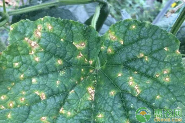 黃瓜細(xì)菌性角斑病 