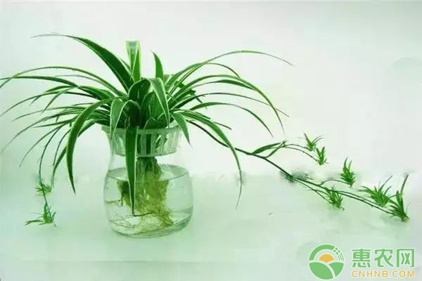 秋冬季该怎样养吊兰？爆盆出小吊的秘诀