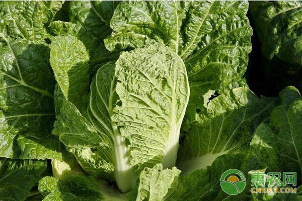 白菜抽风了怎么办?白菜病毒病防治措施