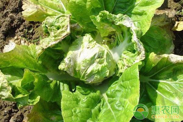 白菜抽风了怎么办?白菜病毒病防治措施