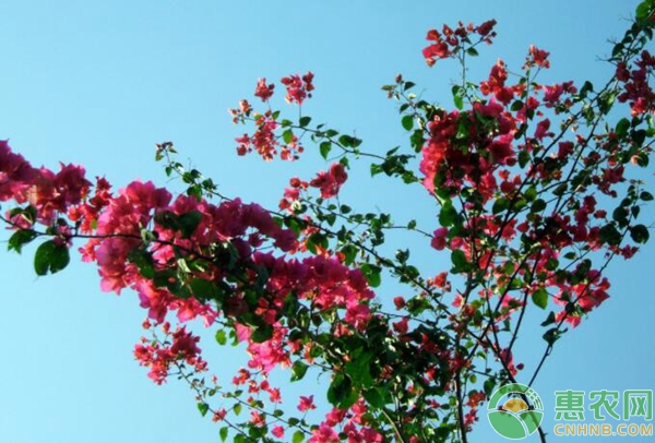 三角梅不開花原因