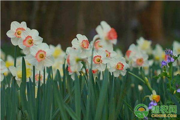 如何挑選水仙花種球？水仙花的日常養(yǎng)護(hù)方法