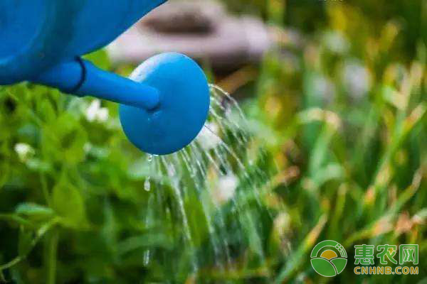 怎么给花浇水?花卉浇水管理技巧