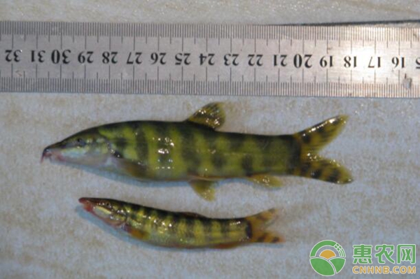 中华沙鳅的驯养繁殖