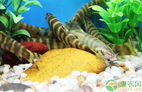 中华沙鳅的驯养繁殖技术