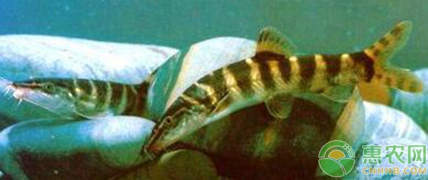 中华沙鳅的驯养繁殖技术