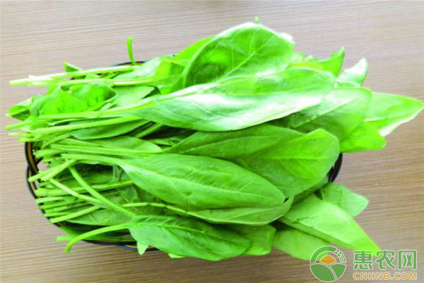 菠菜栽種技巧