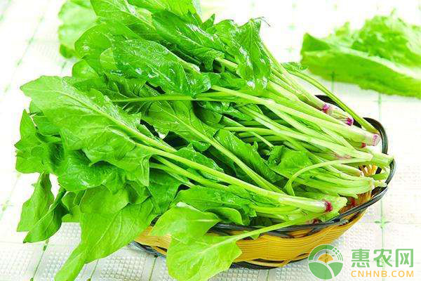 菠菜日常養(yǎng)護