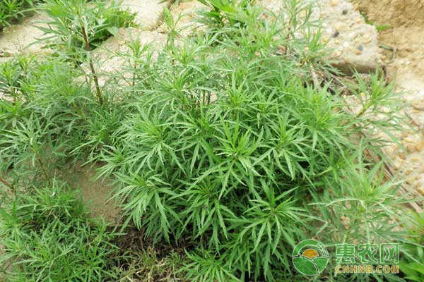 藜蒿種植技術(shù)