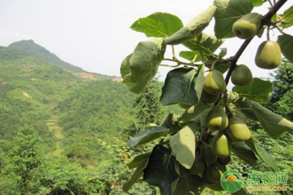 紅心獼猴桃優(yōu)質(zhì)高產(chǎn)栽培技術(shù)要點介紹