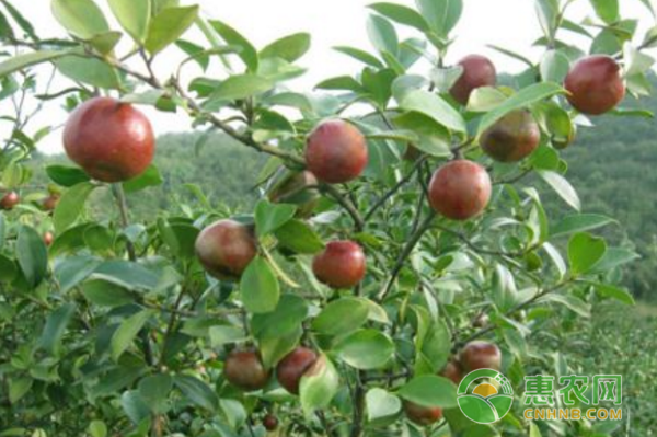 油茶已进入成熟期