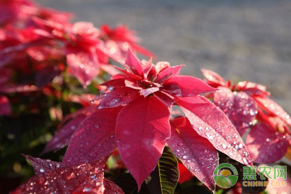 一品紅怎么養(yǎng)殖?一品紅栽培技術(shù)大全