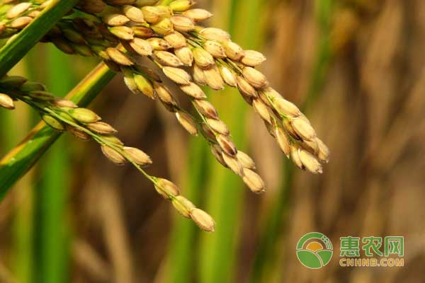 怎麼種水稻才能高產重穗型和中穗型水稻種植技術