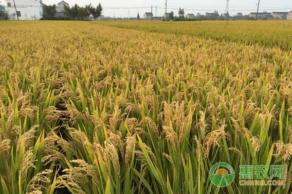 怎么種水稻才能高產(chǎn)？重穗型和中穗型水稻種植技術(shù)