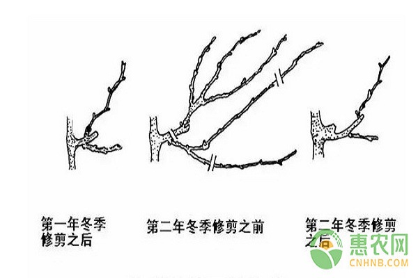 葡萄冬季怎么整形修剪？葡萄冬季修剪技術(shù)及施肥要點(diǎn)