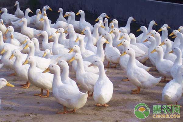 秋季蛋鴨飼養(yǎng)管理