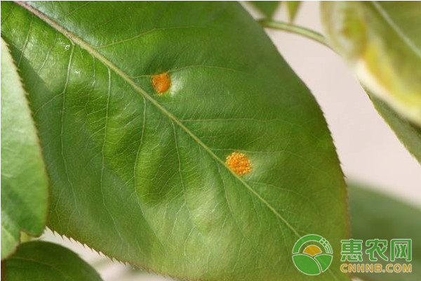 梨木虱如何防治？梨木虱的危害癥狀及其防治方法