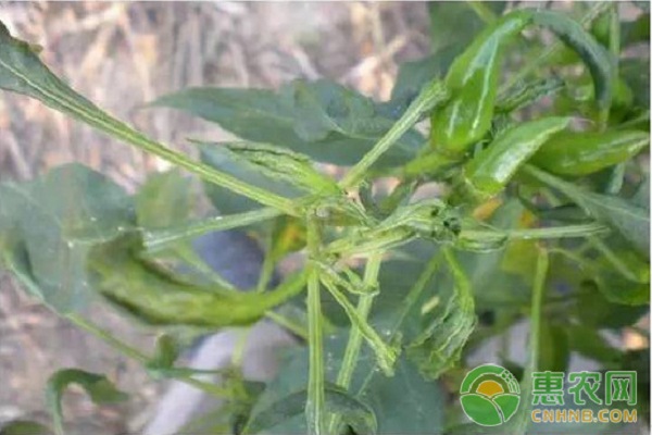 辣椒病毒病如何防治？辣椒病毒病的癥狀及其防治方法
