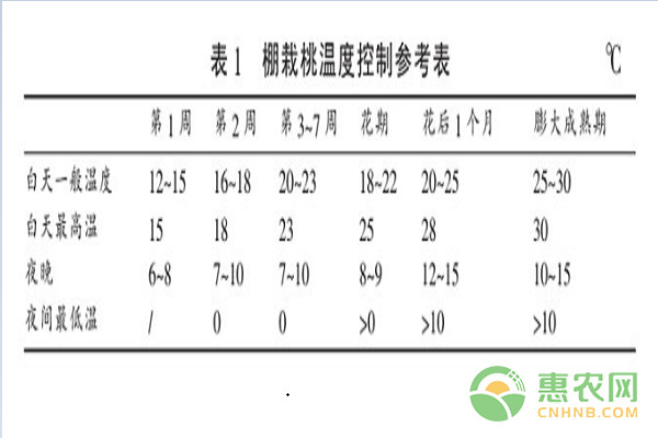 設(shè)施桃樹栽培過程中的常見問題及其應(yīng)對措施
