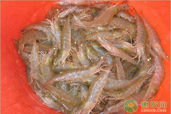 水產(chǎn)養(yǎng)殖南美白對(duì)蝦腸炎病的發(fā)生原因及其防治措施