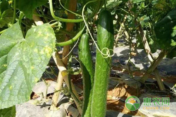 黃瓜種植：黃瓜初瓜期需要注意什么?