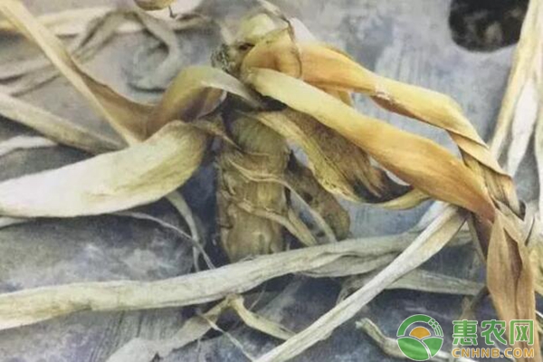 細菌性軟腐病防治