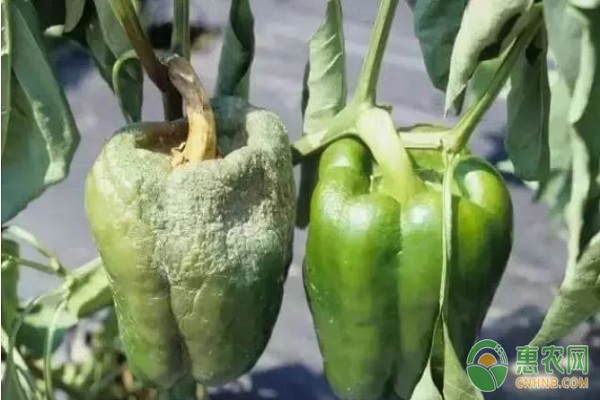 辣椒有哪些常見病害？辣椒常見病害及其防治方法